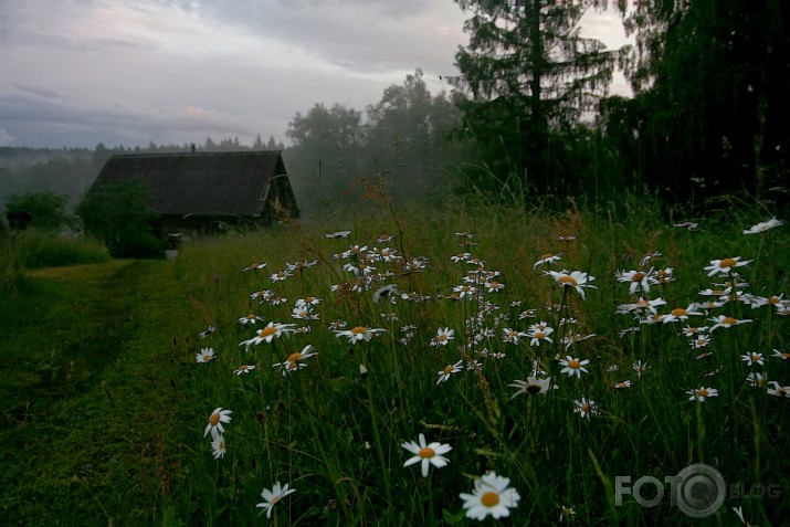 uz pirti, margrietiņās nirstot