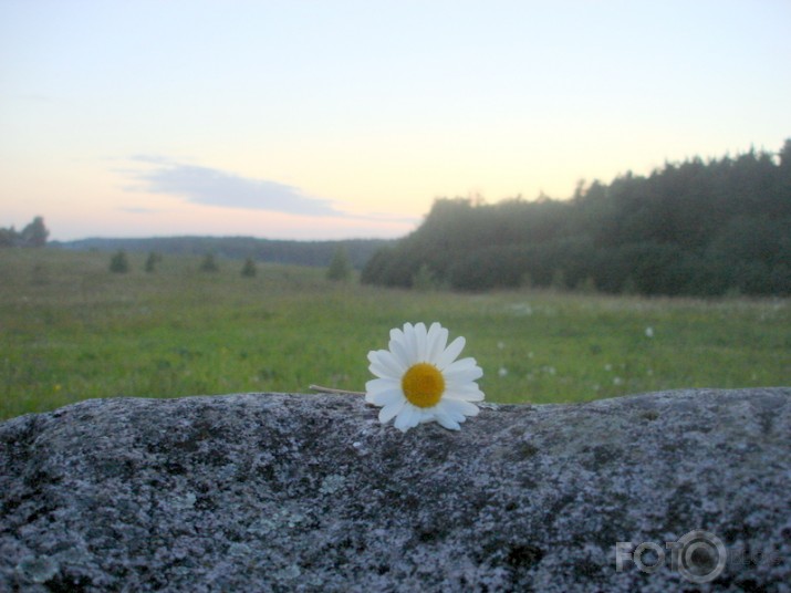 No margrietiņu privātās dzīves