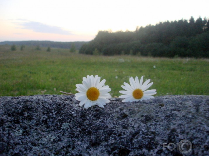 No margrietiņu privātās dzīves