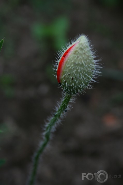 Ambīciju kārdinājumā.