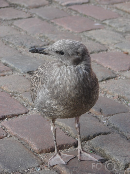 divains skata punkts