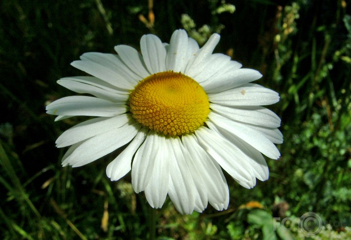 daisy