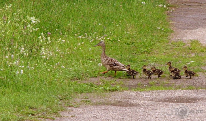 Pastaiga Salaspils botāniskajā dārzā.(Pirmā daļa)