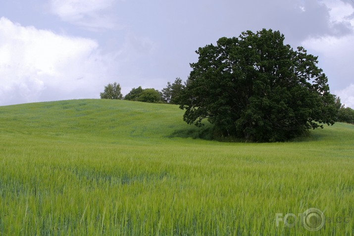 Pļaviņa