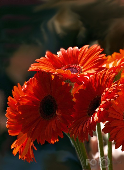 Gerberas