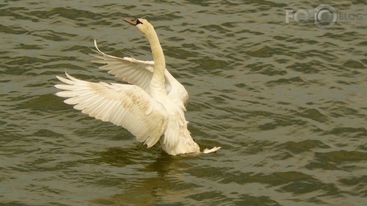 Gulbiti kustini sparninus