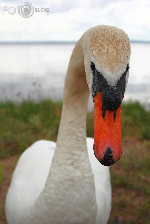 Bažīga māte