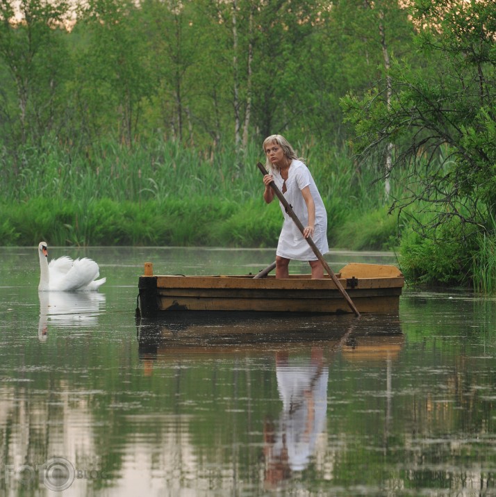 Gulbju ziņkārība