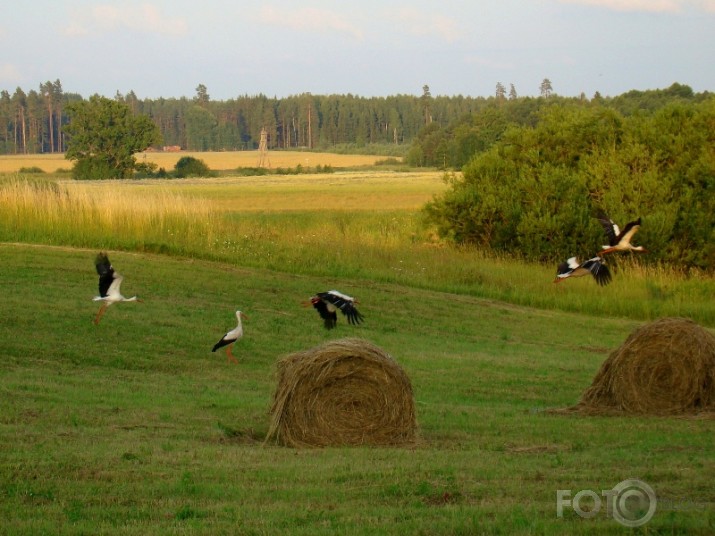 Kamēr saule vēl nenoriet.