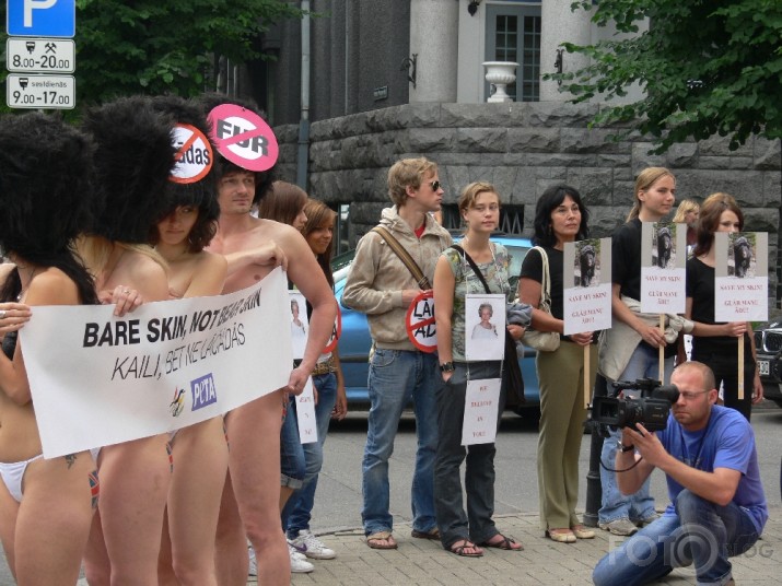 Kaili dabas draugi protestē pret lāčādu izmantošanu goda sardzes cepuru izgatavošanai