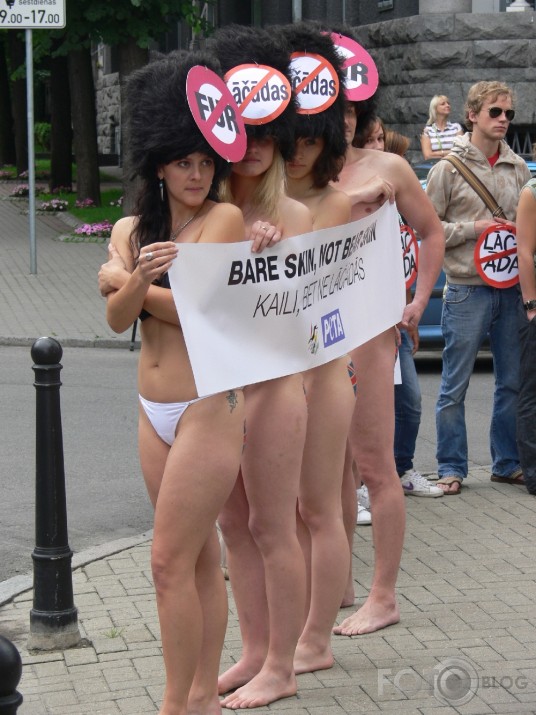 Kaili dabas draugi protestē pret lāčādu izmantošanu goda sardzes cepuru izgatavošanai