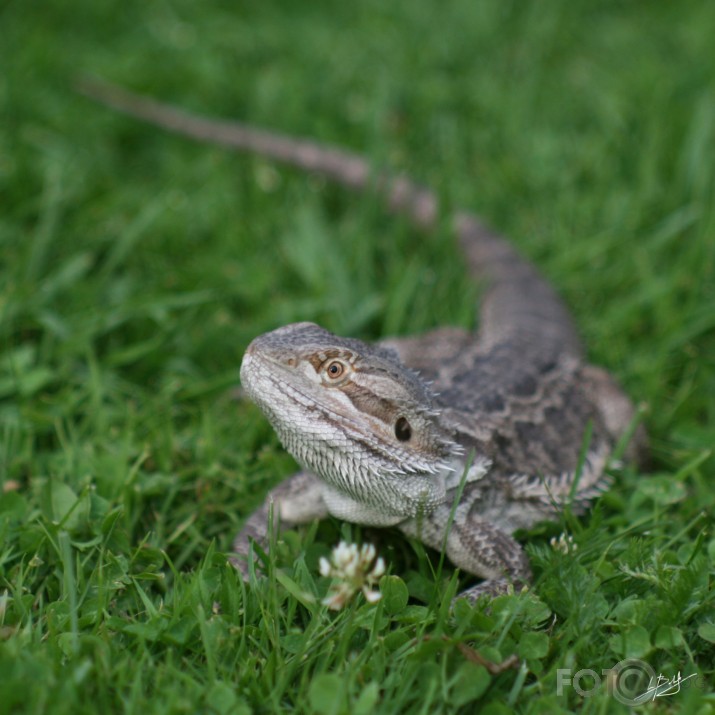 Drakoša paaudzies.