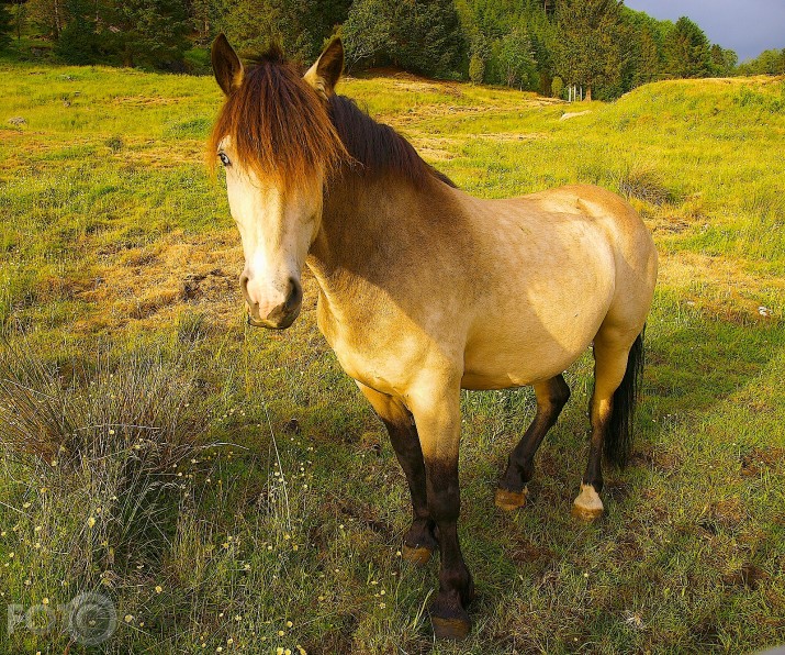 Nu fotogrāf -tagad vari bildēt.