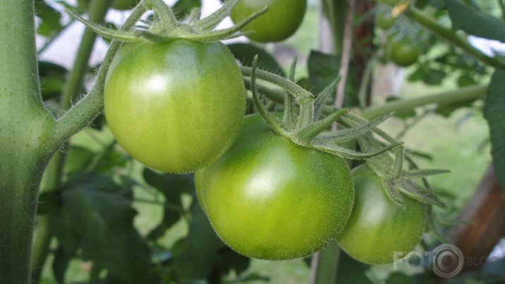 Tomatoes