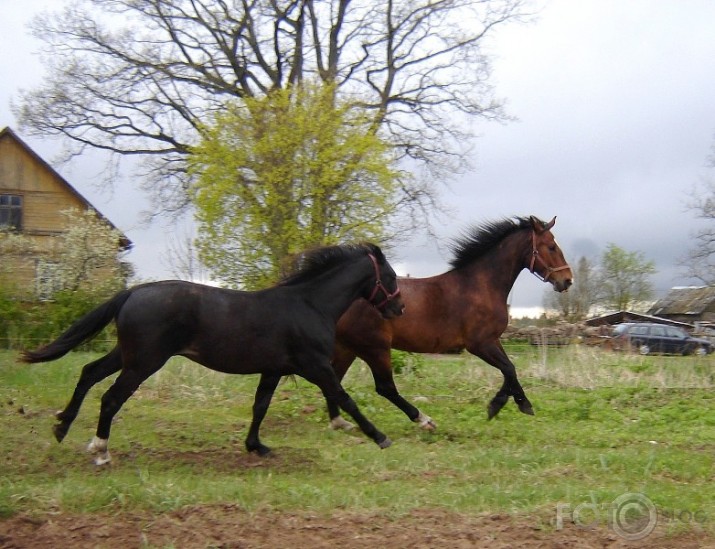 Kurš ātrāks-zirgs vai mašina?