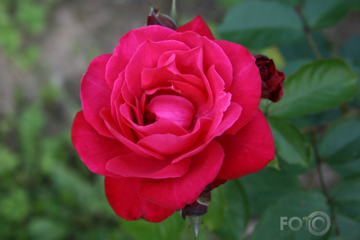 vēl roze zied...