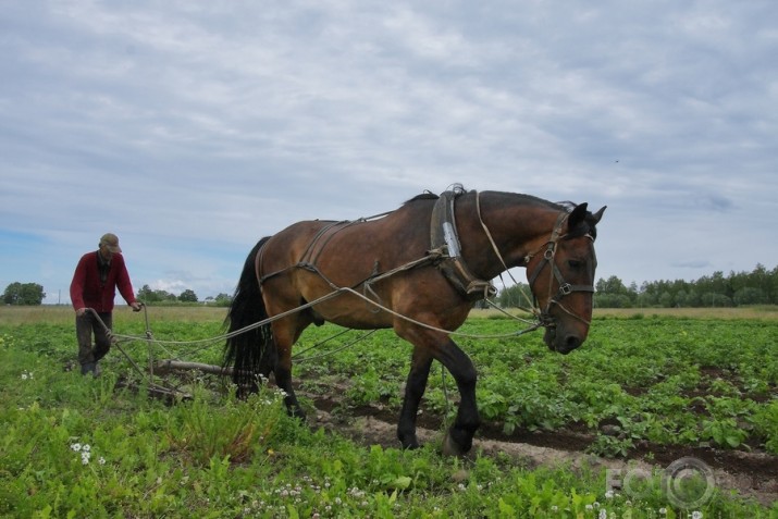 Pēdējais "mohikānis" šaipusē....