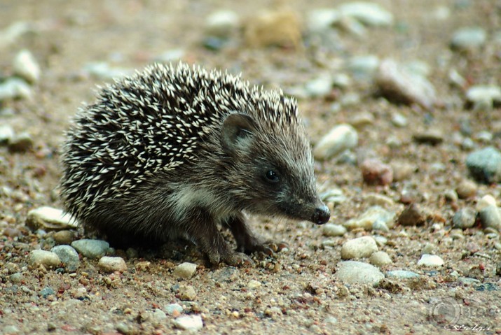 Uh - kā piekusu ,- jāpasēž ceļa vidū....