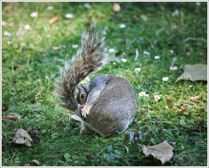 Just squirrels