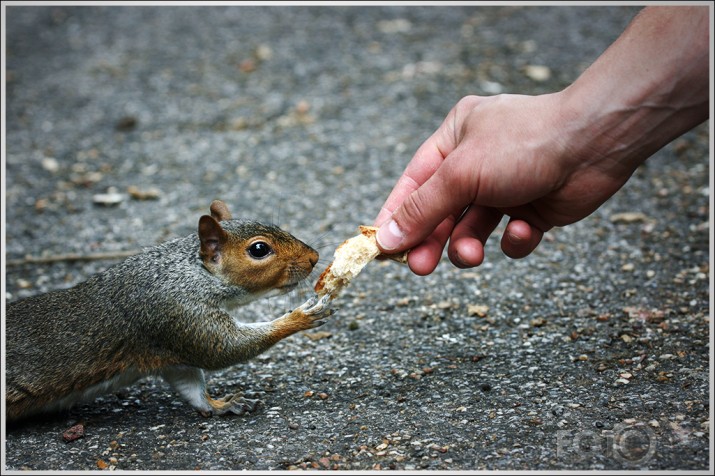 Just squirrels