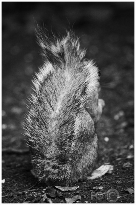 Just squirrels
