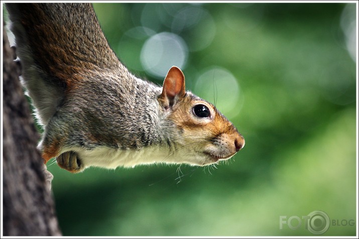 Just squirrels