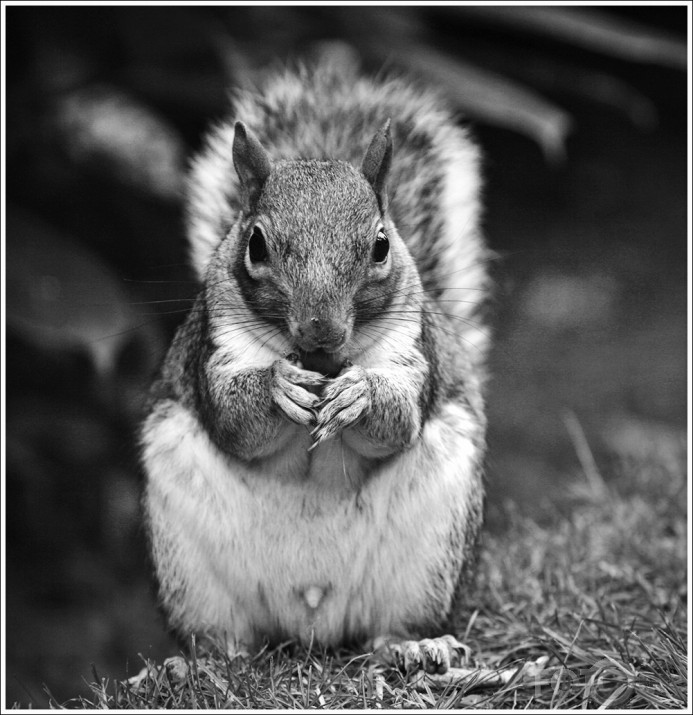 Just squirrels