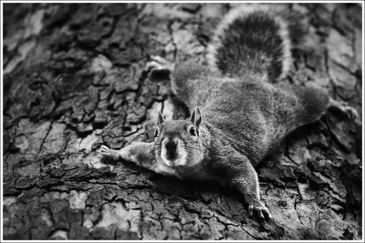 Just squirrels