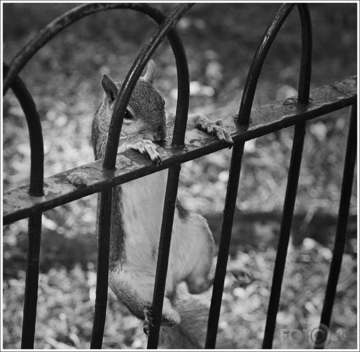Just squirrels