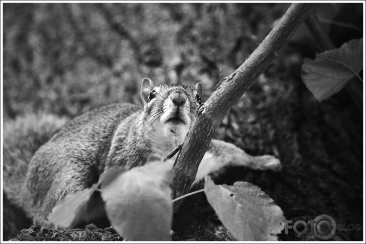 Just squirrels
