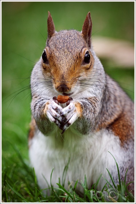 Just squirrels