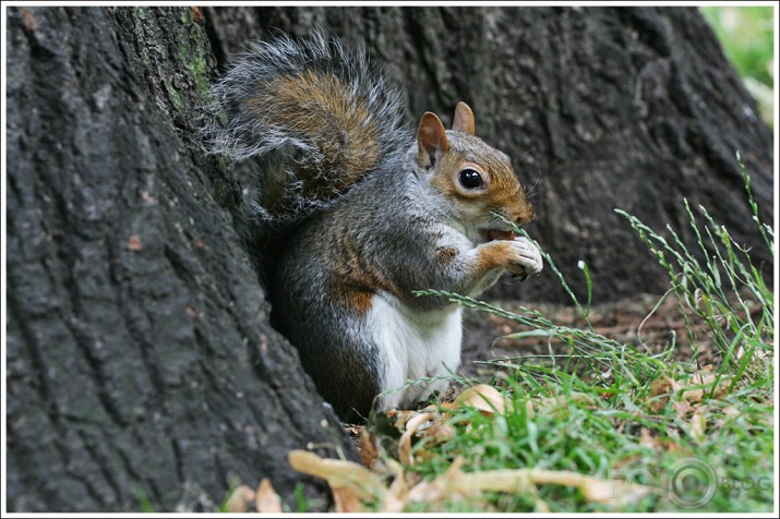 Just squirrels