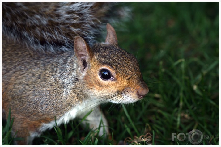 Just squirrels