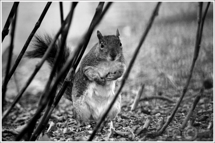 Just squirrels