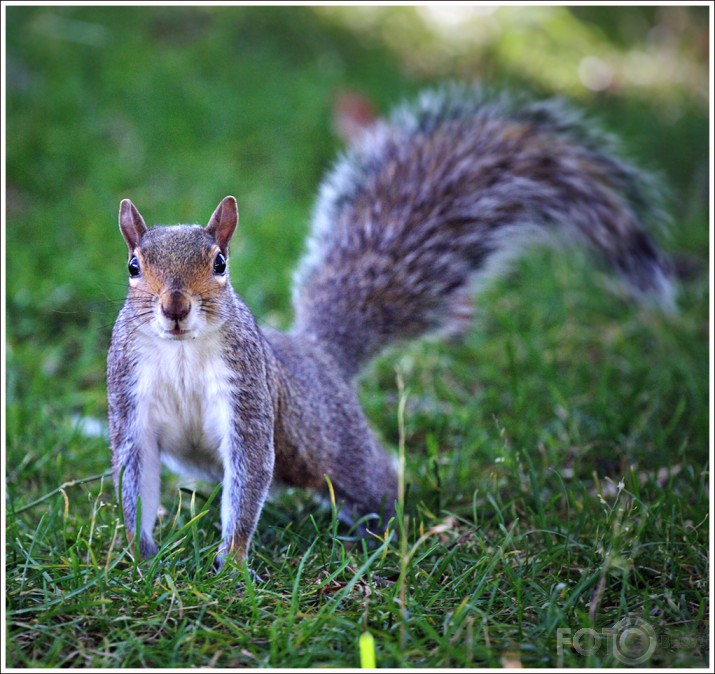 Just squirrels