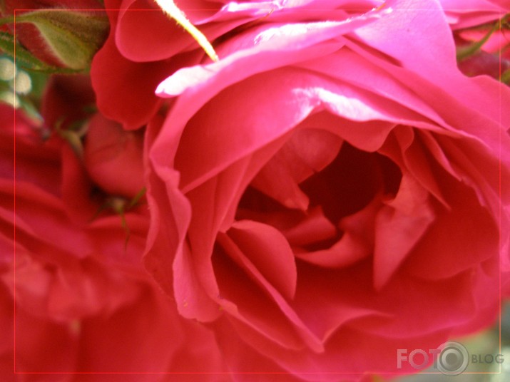 Roze