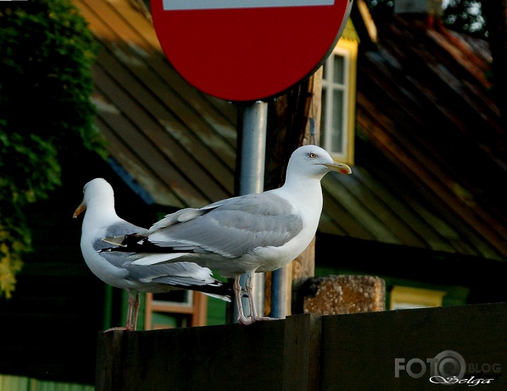 "Ķieģelis"- uz kuru pusi laižam ?