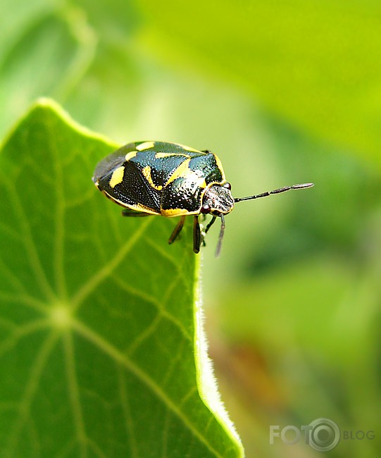 Sīkradības