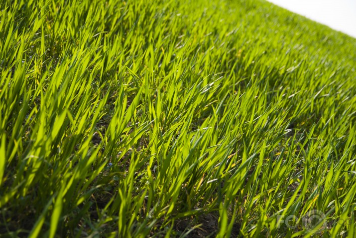 Grass