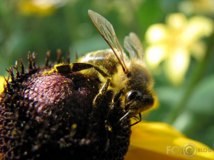bzzz