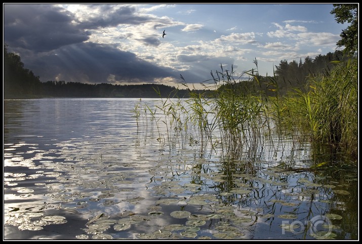 Vaidavietis