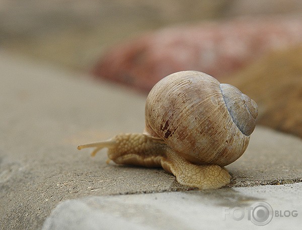 Kā gliemezis Ādažos pār ceļu gāja...