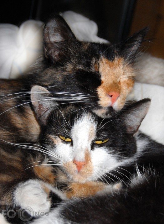 KittyCatty
