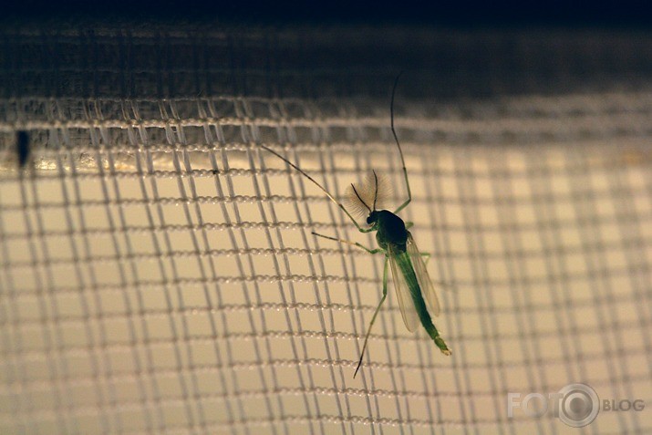 "Hydropsyche instabilis" Valmierā