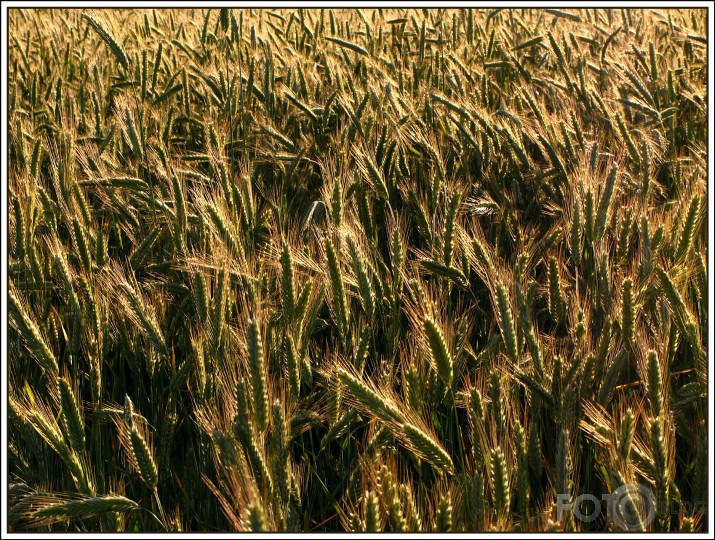 Lauka dzīve