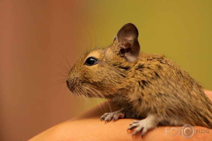 degu