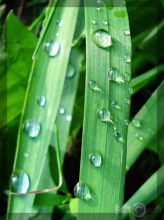 Raindrops