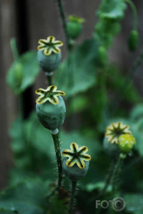 poppies