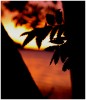 Riet