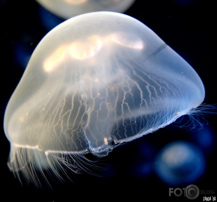 The lightness of jellyfish.